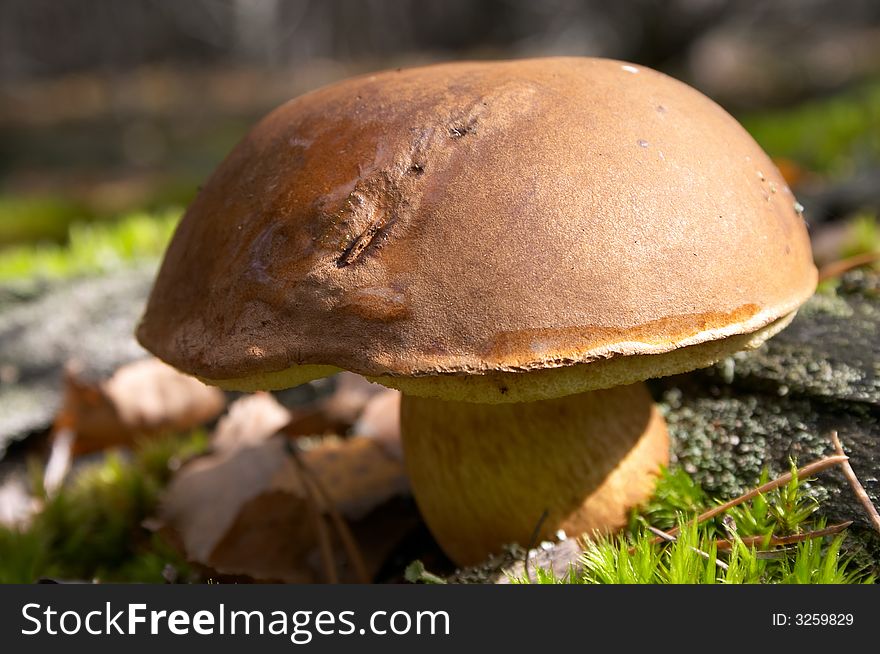 Fall mushroom in pine forest. Fall mushroom in pine forest