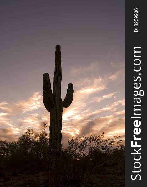 A setting sun on a Saguaro cactus in the Sonora Desert near Phoenix, AZ. A setting sun on a Saguaro cactus in the Sonora Desert near Phoenix, AZ.