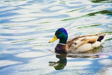 Mallard Duck On The Lake Stock Photo