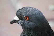 Pigeon &x28;Columba Livia&x29; Stock Images Pigeon &x28;Columba Livia&x29; Stock Images
