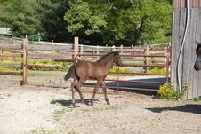 Foal Royalty Free Stock Photos Foal Royalty Free Stock Photos
