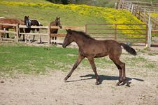 Foal Royalty Free Stock Photos Foal Royalty Free Stock Photos