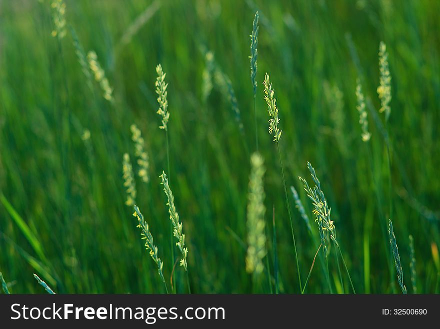 Close-up of the heads of summer grass in sunset light. Close-up of the heads of summer grass in sunset light