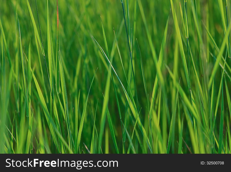 Close-up of the heads of summer grass in sunset light. Close-up of the heads of summer grass in sunset light