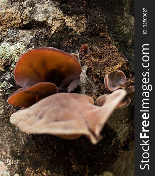 Black mushroom caused naturally, natural