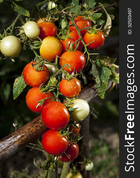 View of red Tomatoes and green Leafes