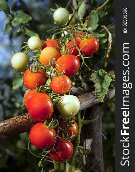 Red Cherry Tomatoes and green leafes