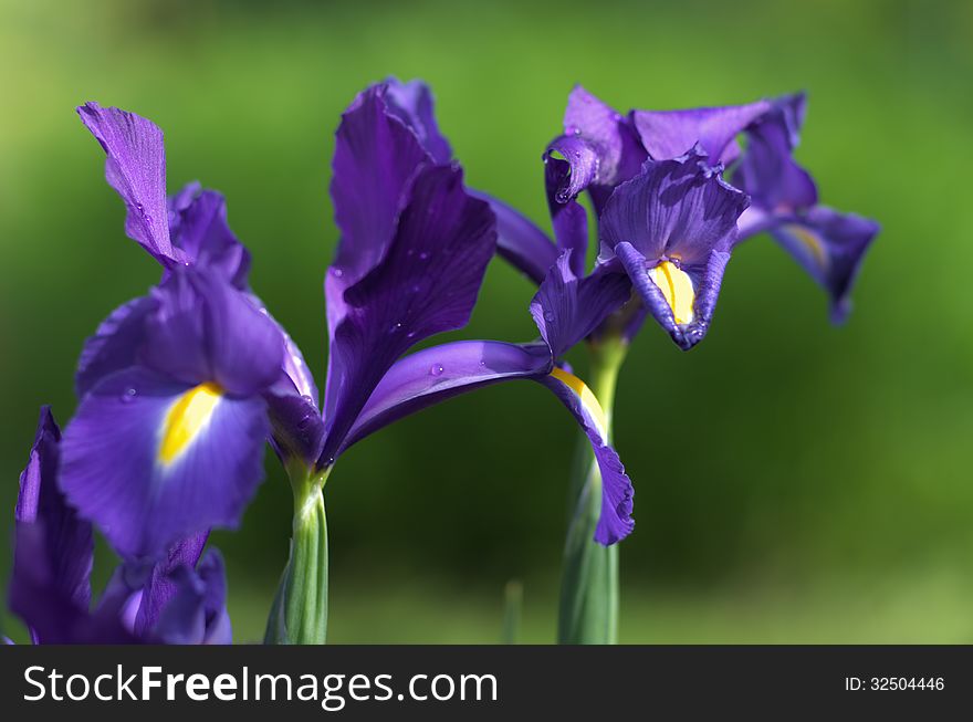 Iris flower close up, blurry green background. Iris flower close up, blurry green background