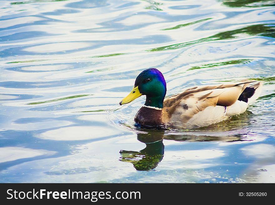 Wild duck is swimming closer the camera. Wild duck is swimming closer the camera