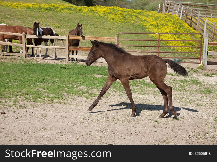 A brown foal with black mane and tail.