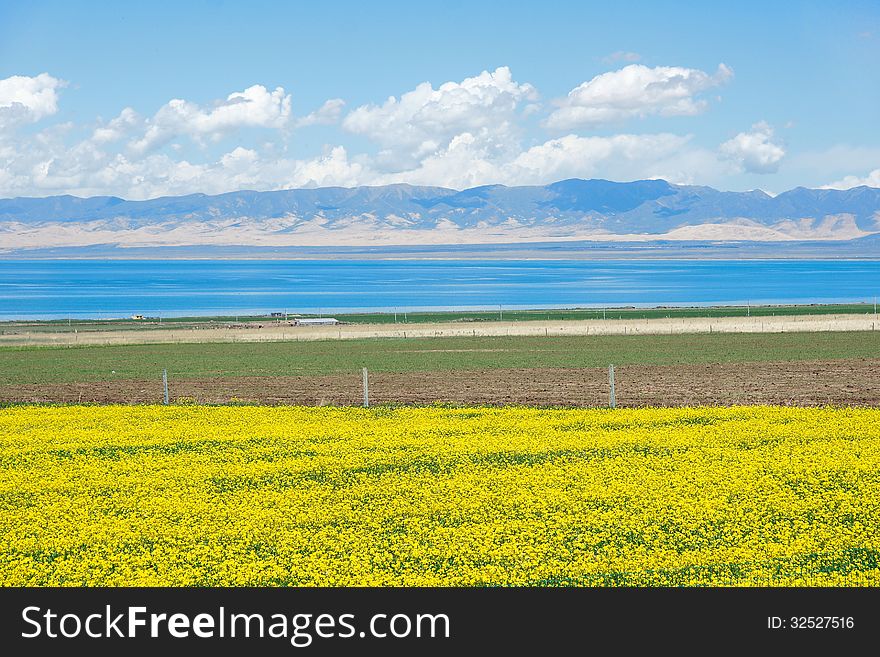 The rape flowers are blooming in lakeside of Qinghai Lake, China. The rape flowers are blooming in lakeside of Qinghai Lake, China