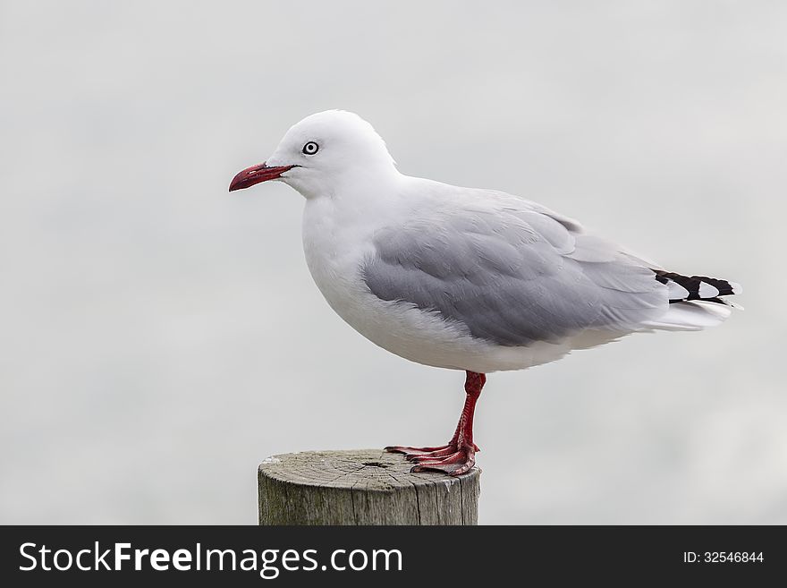 Black-billed Gull standing on the timber at Akaroa, Canterbury, New Zealand