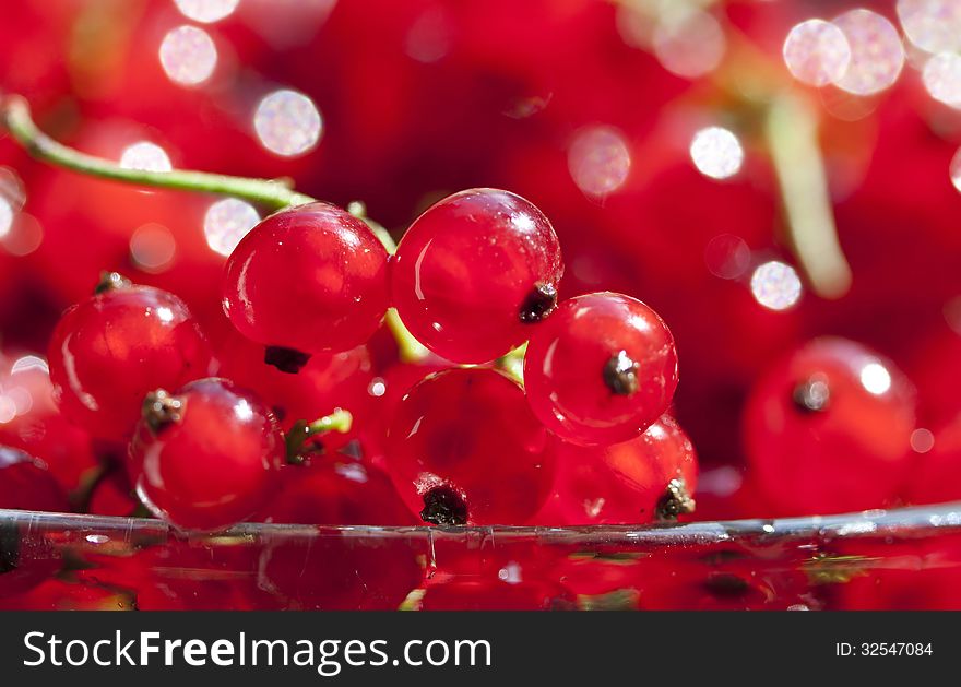 Close Up On Red Currants