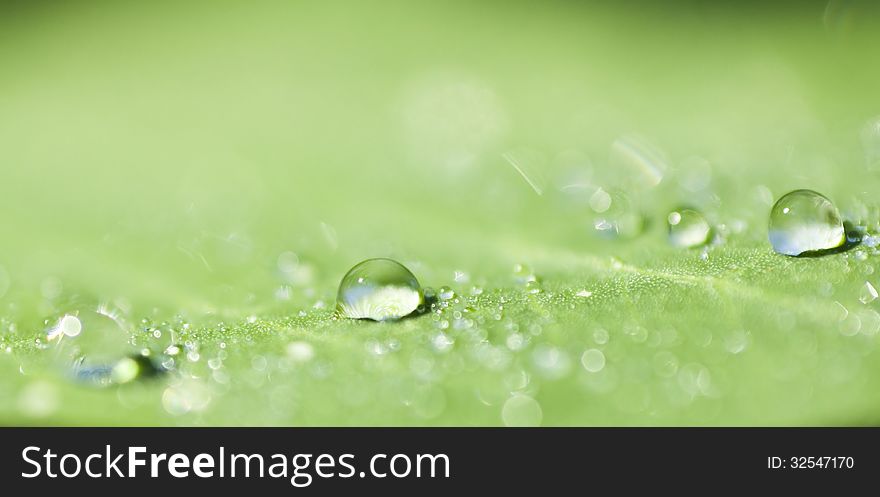 Water drops on a green leaf with shallow DOF