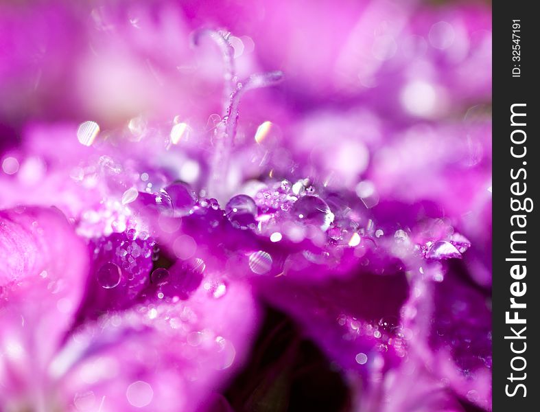 Water drops on a pink flower with shallow DOF