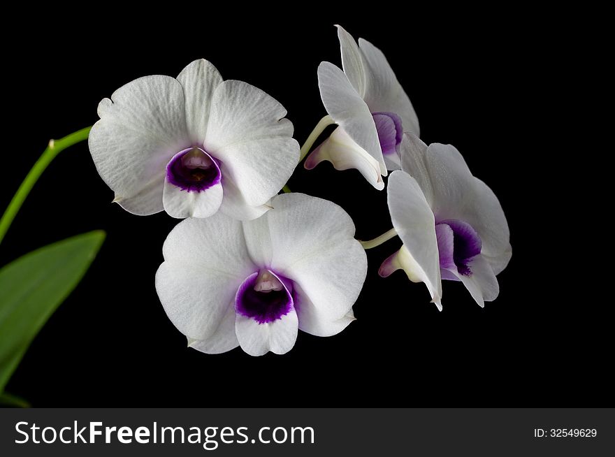 Group of white-purple orchid on black background. Group of white-purple orchid on black background