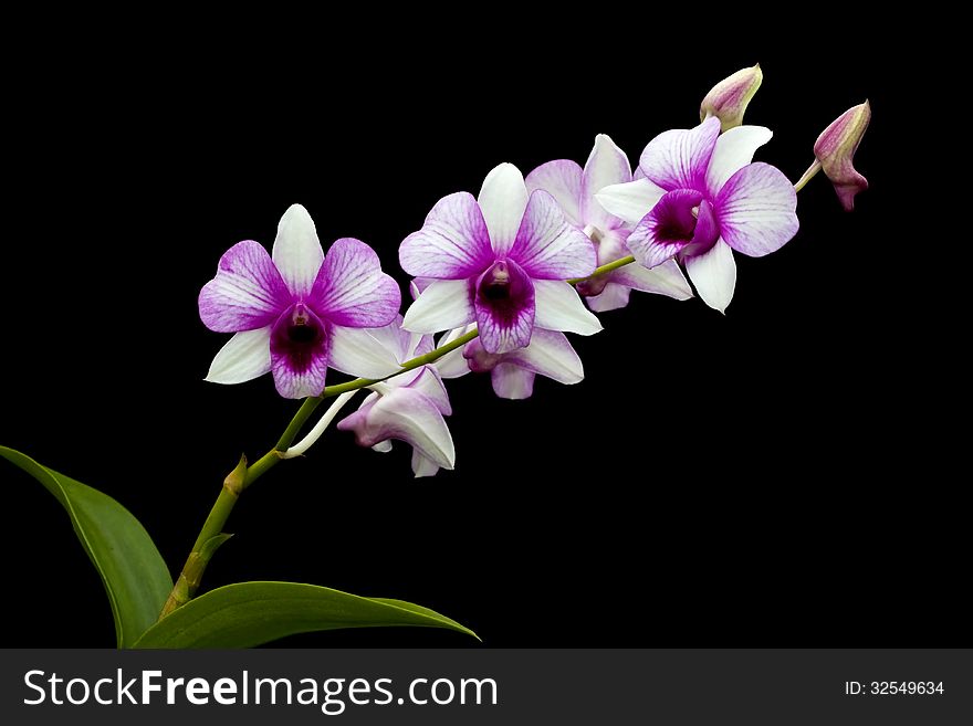 Group of white and purple orchid on black background. Group of white and purple orchid on black background