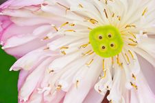 Pink Lotus Royalty Free Stock Image