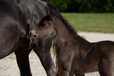 Foal Royalty Free Stock Image Foal Royalty Free Stock Image