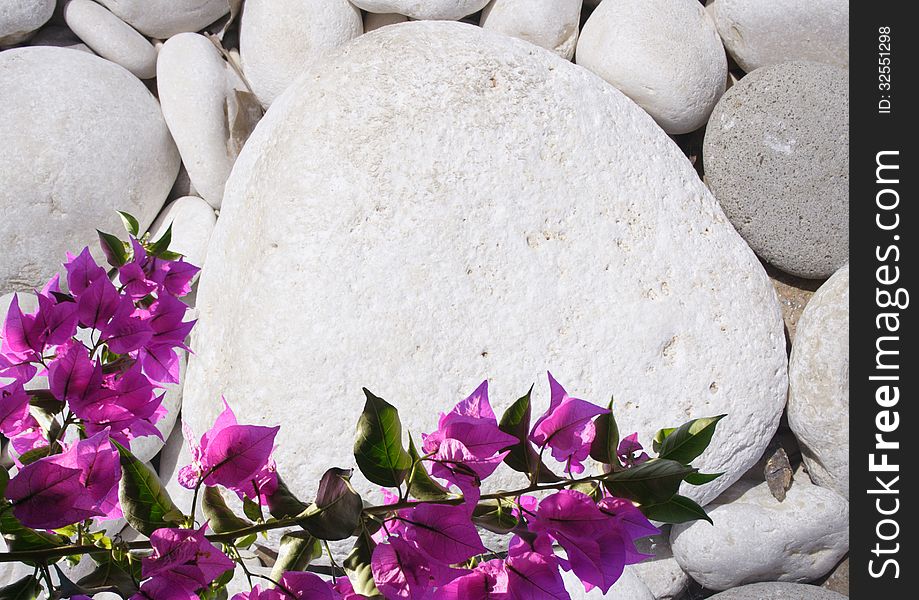 White pebble and bougainvillea - background for your text. White pebble and bougainvillea - background for your text