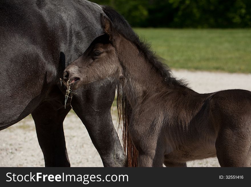 A black foal with its mother.