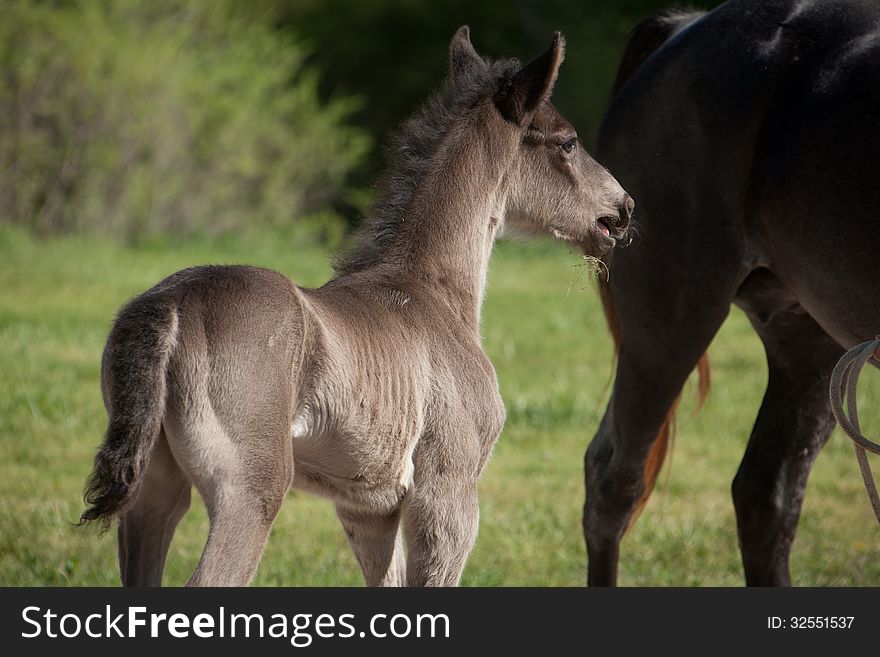 A black foal standing in a field.