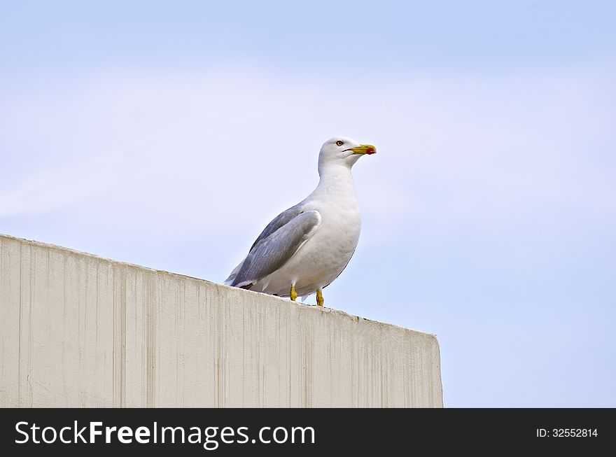 Seagull sitting on top of the wall