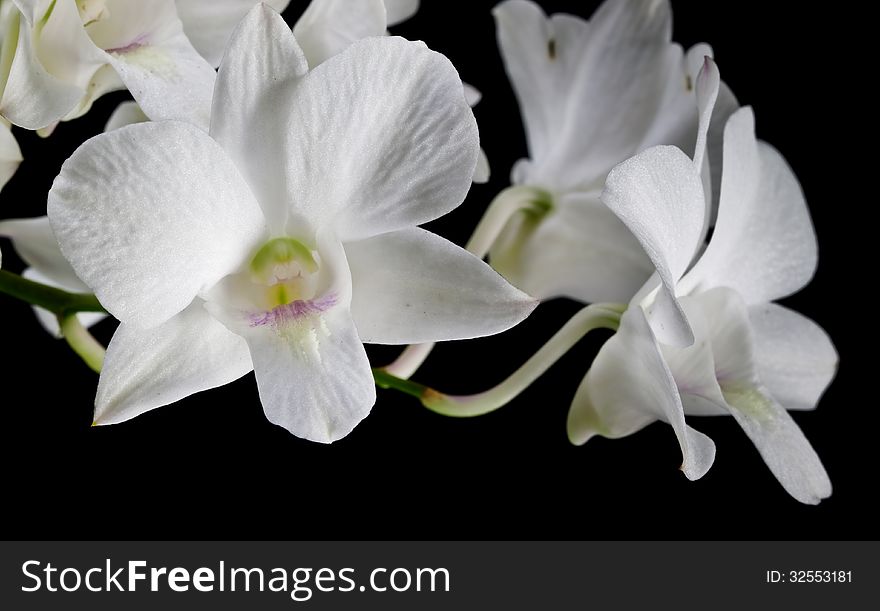 White orchid on black background