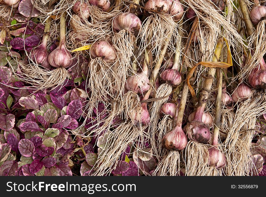 Garlic crops laying on the grass