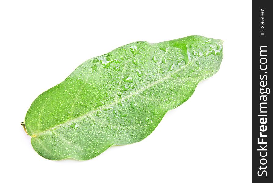 Green leaf isolated on white background