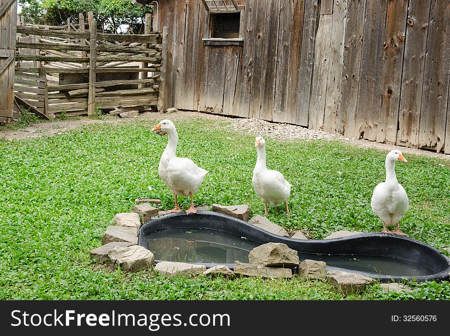 Three White Geese in farmyard