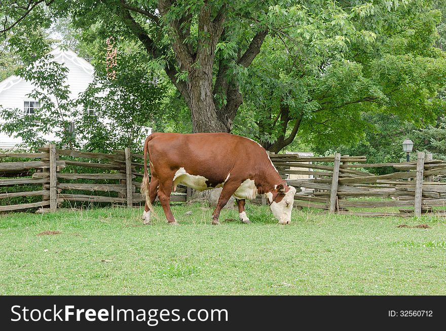 Milk Cow grazing in field. Milk Cow grazing in field