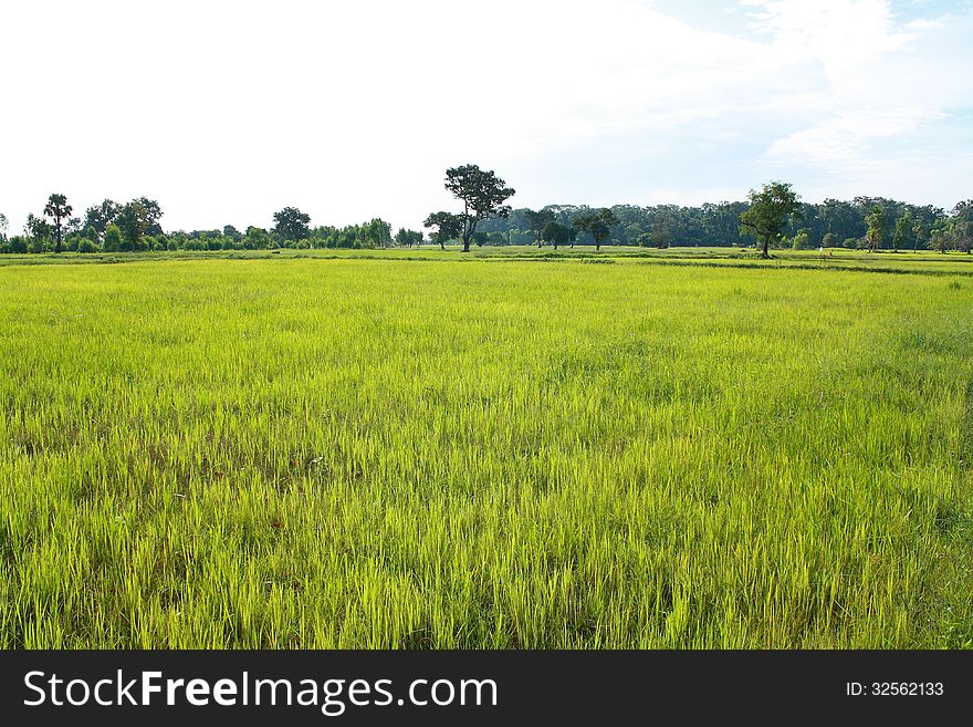 Rice field in the first farm season