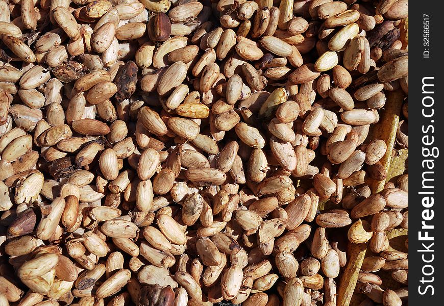 Lots of raw cocoa beans drying in the sun. Lots of raw cocoa beans drying in the sun