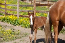 Foal Stock Photo Foal Stock Photo