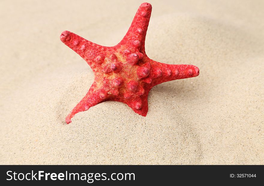 Red starfish on a sand background. Close up. See my other works in portfolio.