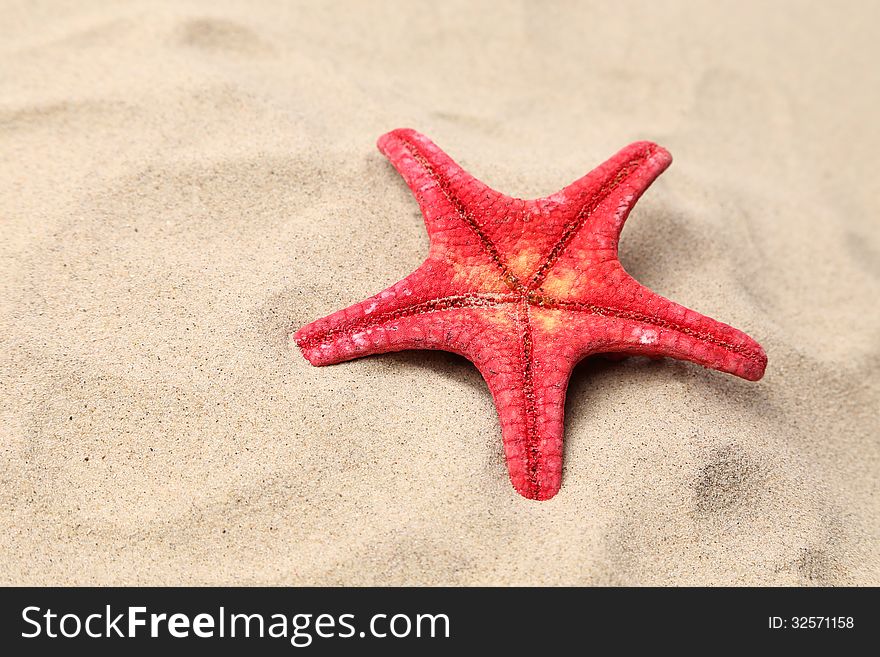 Red starfish on a sand background. Close up. See my other works in portfolio.