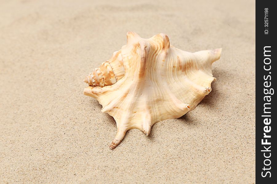 Conch Shell over sand. Sandy background. Close up. See my other works in portfolio.
