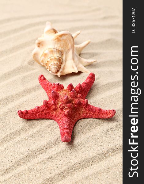 Red starfish and shell on sandy background