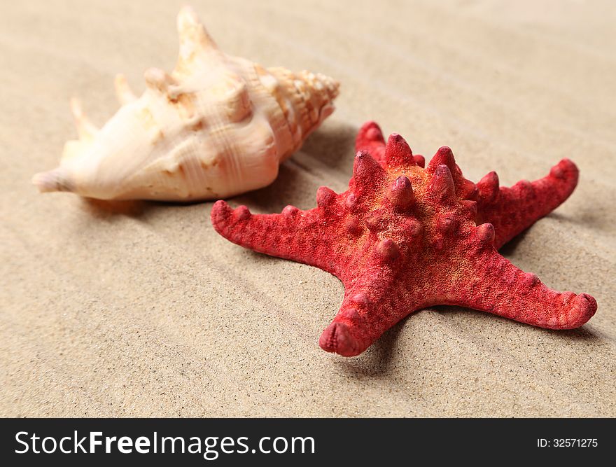 Red starfish and shell on sandy background