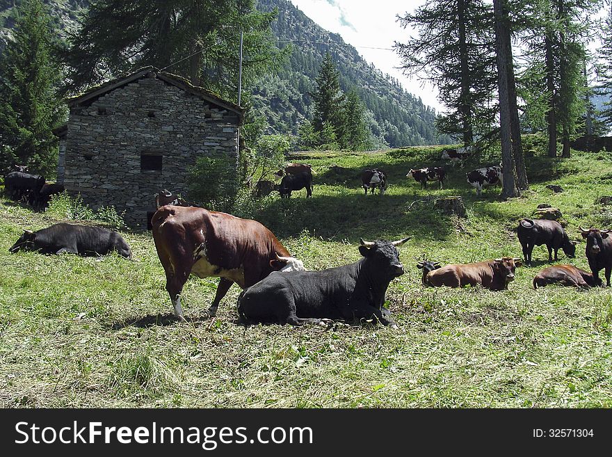 A herd of cows grazing in the Alpine meadow