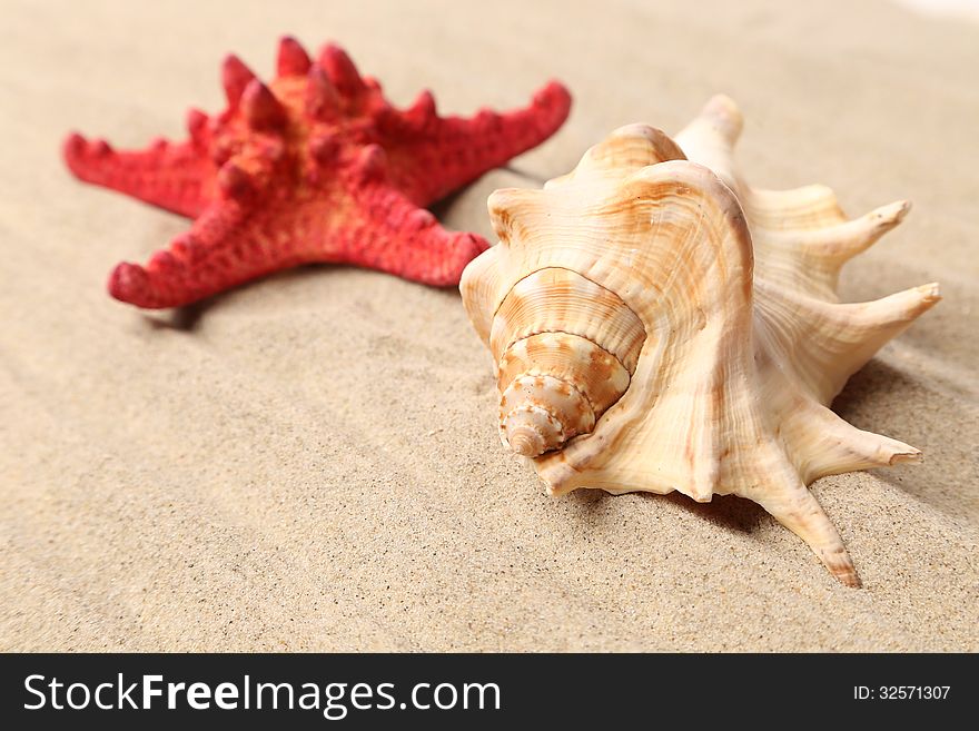 Red starfish and shell on sandy background
