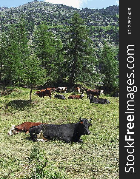 A herd of cows grazing in the Alpine meadow