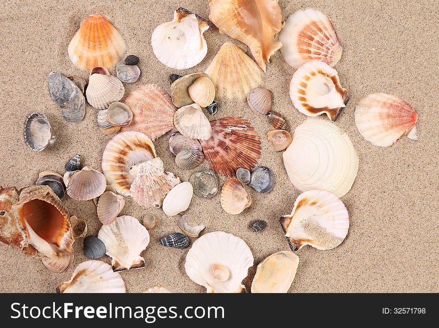 Sea Shells On Sand As Background