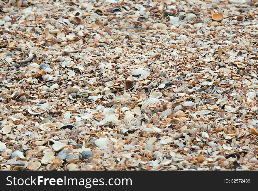 Shallow seashells in the foreground. Shallow seashells in the foreground