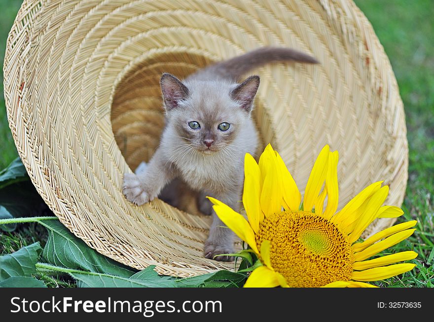 Cute tiny kitten sitting in sun hat & sunflower