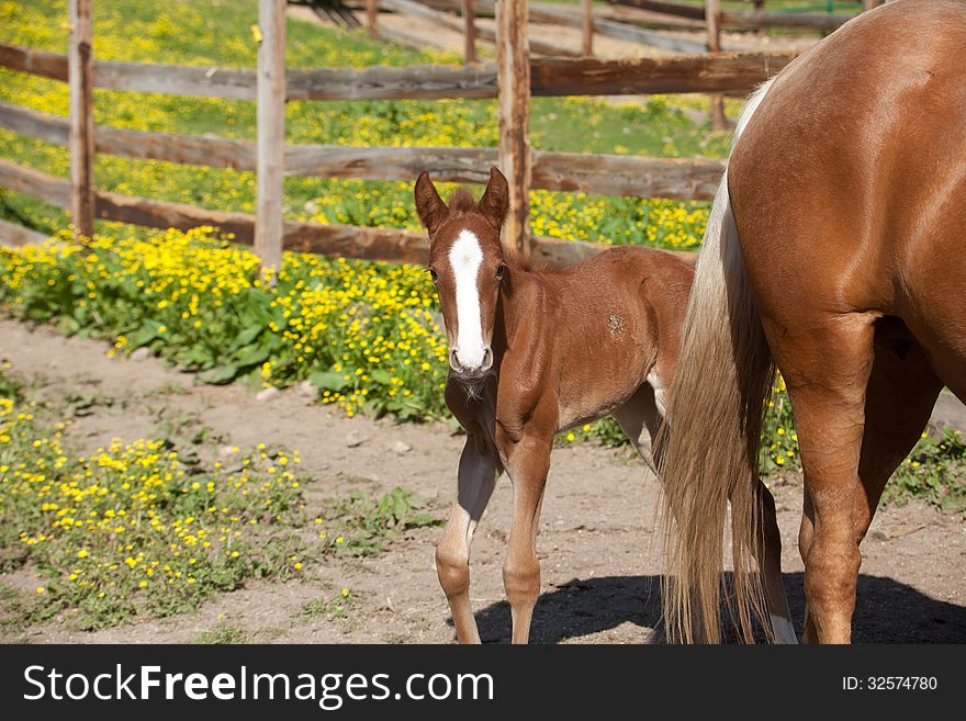 A red foal with a white blaze.