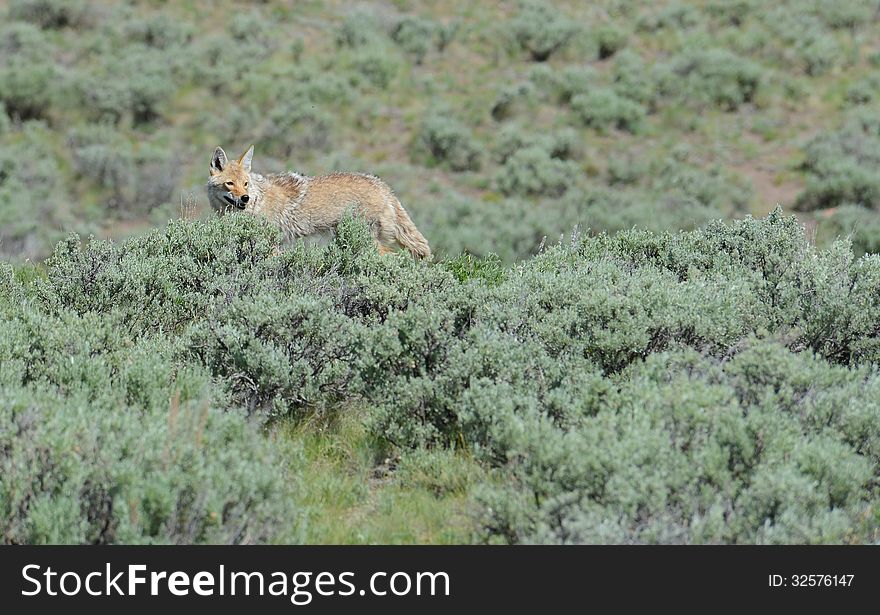 A lone coyote searches for food.