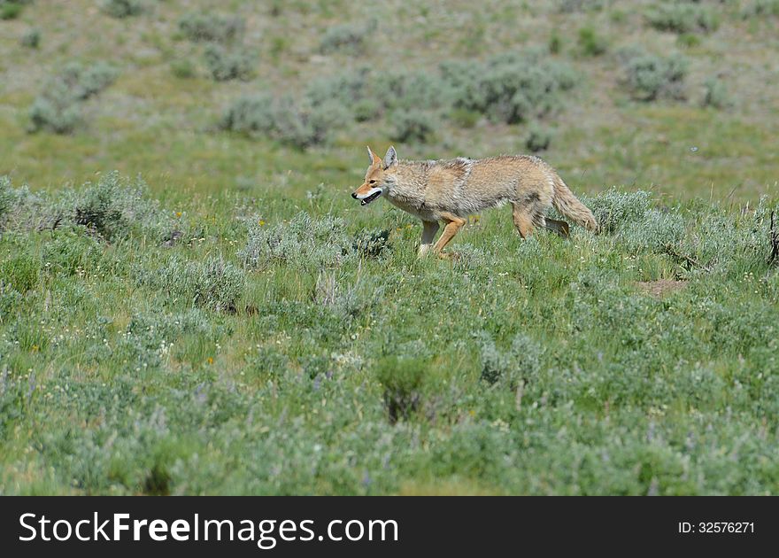 A lone coyote searches for food in Yellowstone National Park. A lone coyote searches for food in Yellowstone National Park.