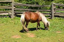 Pony Stock Image
